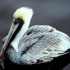 مرغ ماهیخوار | Pelican