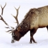 معرفی حیوانات - گوزن شمالی Elk