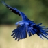 طوطی دم بلند |Macaw