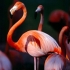 فلامینگو بزرگ |Greater flamingos