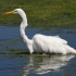 حواصیل بزرگ | Great Egret