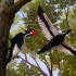 دارکوب منقار عاجی | ivory-billed woodpecker