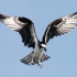 عقاب دریایی | همای استخوان خوار | Osprey