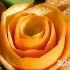 ساخت گل رز با پوست پرتقال