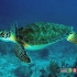 لاک‌پشت سبز دریایی