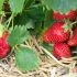 پرورش توت‌فرنگی در باغچه خانه