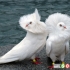 10 کبوتر کمیاب و عجیب در جهان