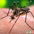 ویروس زیکا تهدیدی برای ساکنین قاره ی آمریکا