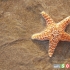 10 حقیقت جالب درباره ستاره های دریایی