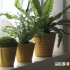بهترین گیاهان خانگی برای هر فضا در خانه