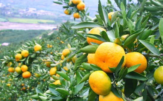 روش کاشت درخت نارنگی 