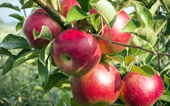 روش کاشت درخت سیب 