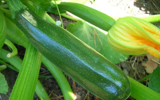 روش کاشت کدو سبز در باغچه