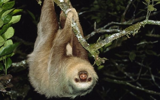 تنبل دو پنجه ای |Two-Toed Sloth