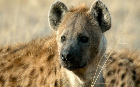  کفتار خال دار | Spotted Hyena