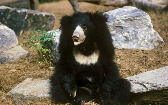  خرس تنبل |Sloth Bear