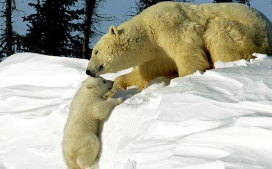 خرس قطبی | Polar Bear