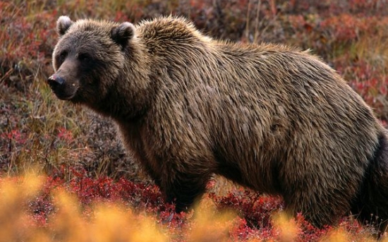 خرس خاکستری آمریکا |Grizzly Bear