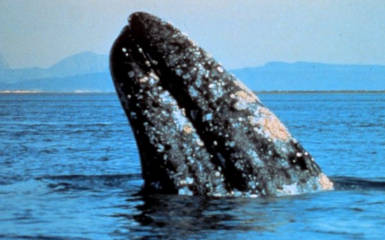   نهنگ خاکستری | Gray Whale