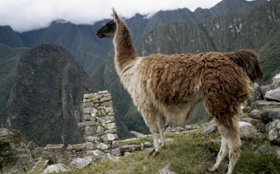 شتر بی کوهان آمریکای جنوبی | لاما | LLAMA