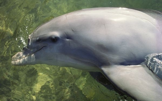 دلفین | Bottlenose dolphin