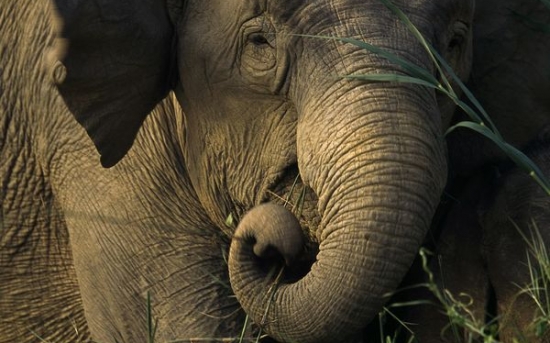 فیل آسیایی | Asian elephant