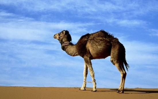 شتر عربی | Arabian Camel
