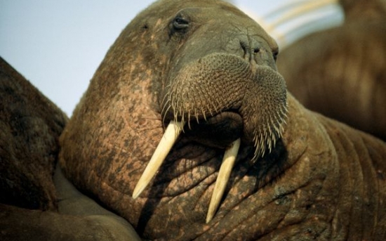 گراز دریایی |Walrus