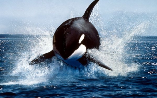 نهنگ قاتل | Killer Whale