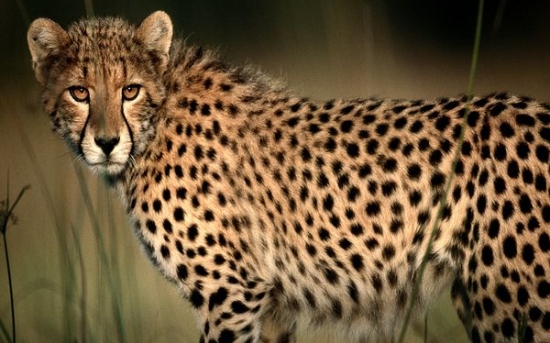  یوزپلنگ | Cheetah