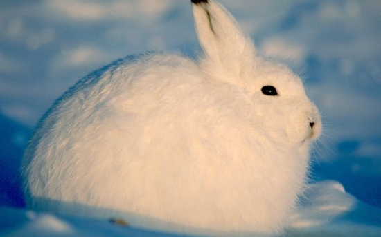 خرگوش قطبی|arctic hare