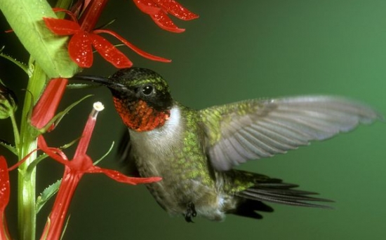 مرغ مگس خوار گلو یاقوتی | Ruby-Throated Hummingbird