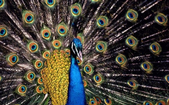 طاووس | Peacock