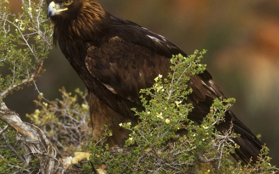 عقاب طلایی|Golden Eagle