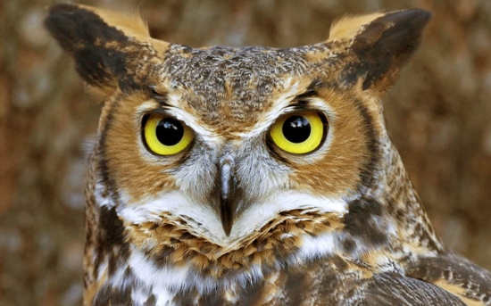 جغد شاخدار بزرگ | Great Horned Owl