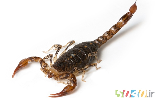 عقرب  Scorpion