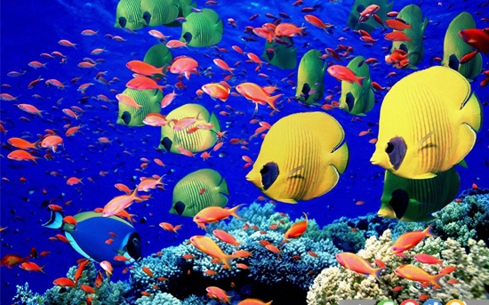 10 حقیقت جالب درباره ماهی ها