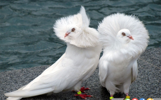 10 کبوتر کمیاب و عجیب در جهان