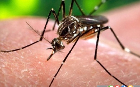 ویروس زیکا تهدیدی برای ساکنین قاره ی آمریکا