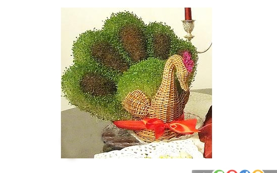 کاشت سبزه عید به شکل طاووس